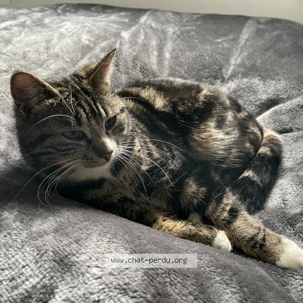 Foto 1/1 Kat teruggevonden Vermist in Nandrin