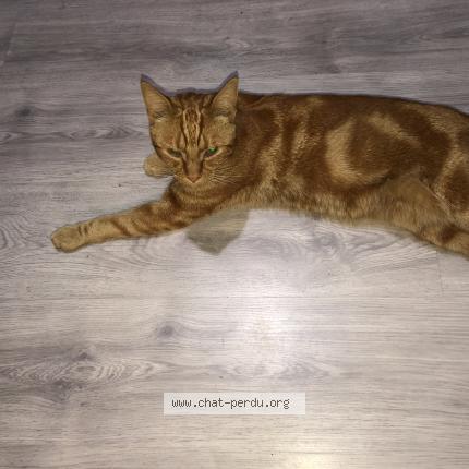 Foto van vermiste kat in Flemalle