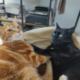 Picture of cat lost at Houdan