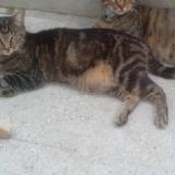 Picture of cat lost at Mimizan