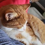 Picture of cat lost at Senarclens