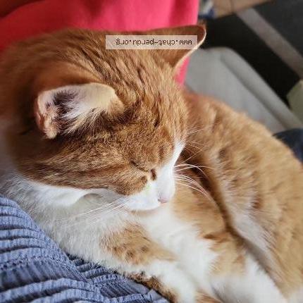 Photo 1/1 Gizmo Chat lost in Senarclens