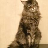 Picture of cat lost at Maisons Alfort