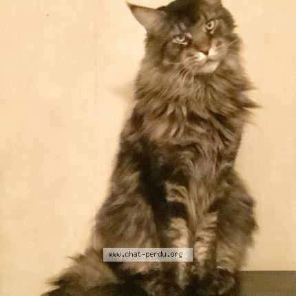 Photo 1/1 Ryū Chat lost in Maisons alfort