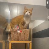 Picture of cat lost at Moriani Plage