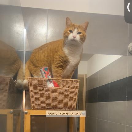 Photo 1/1 Petit Roux Chat lost in Moriani plage