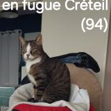 Picture of cat lost at Creteil