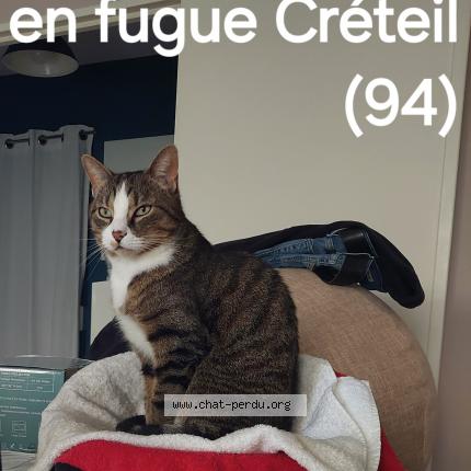 Photo 1/1 MAHO Chat lost in Creteil