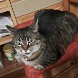 Picture of cat lost at La Montagne