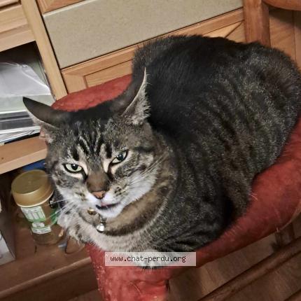 Photo 1/1 Tigrette Chat lost in La montagne