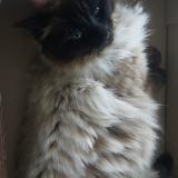 Picture of cat lost at Miramont Dastarac