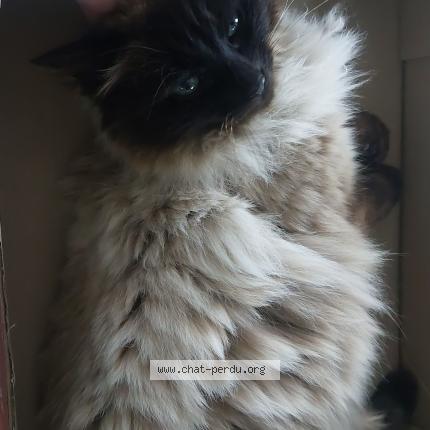 Photo 1/1 Minette Chat lost in Miramont dastarac