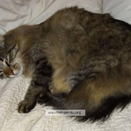 Photo 1/1 Orion Chat lost in Landudal