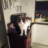 Picture of cat lost at Beziers