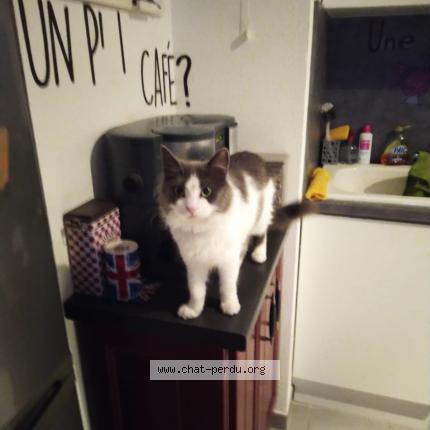 Photo 1/1 Symphonie Chat lost in Beziers