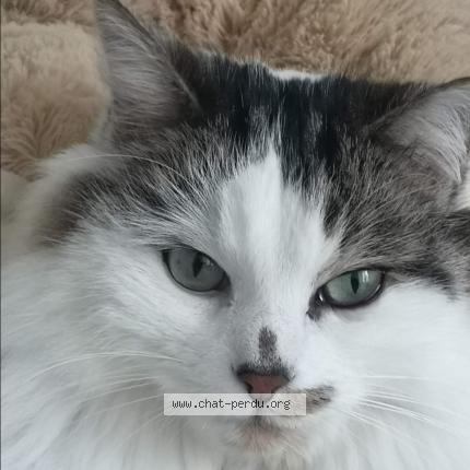 Photo 1/1 GUS Chat lost in Saint pierre du mont