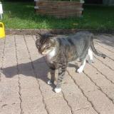 Picture of cat lost at 1052 Le Mont Sur Lausanne