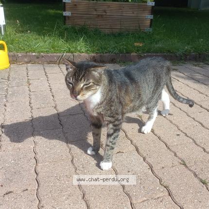 Photo 1/1 Istvan Zsuffa Chat lost in 1052 le mont sur lausanne