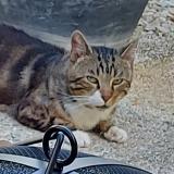 Picture of cat lost at Sainte Savine