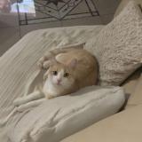 Picture of cat lost at Belleherbe 25380