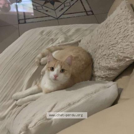 Photo 1/1 Ursul Chat lost in Belleherbe 25380