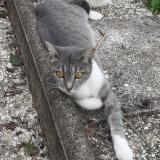 Picture of cat lost at Saint Maixent L Ecole