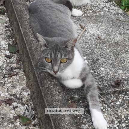 Photo 1/1 Tillie Chat lost in Saint maixent l ecole