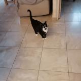 Picture of cat lost at Lancheres