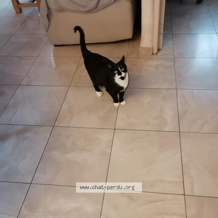 Photo 1/1 Choupi Chat lost in Lancheres