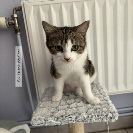 Foto 1/2 Kat teruggevonden Vermist in Manage