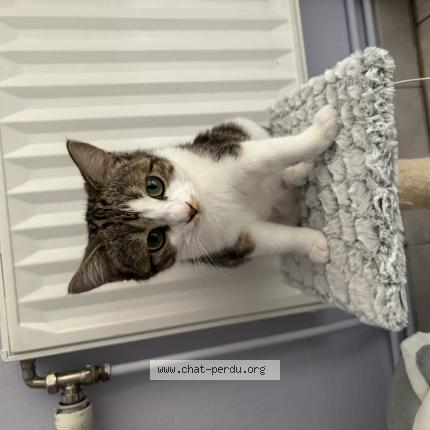 Foto 2/2 Kat teruggevonden Vermist in Manage