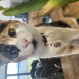 Picture of cat lost at Tonnay Charente