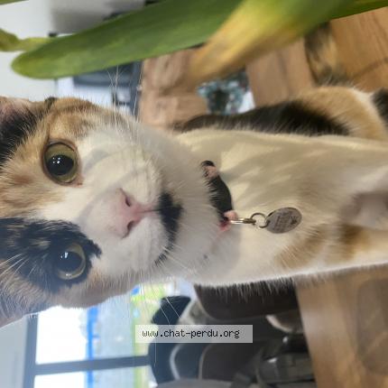 Photo 1/1 Tajine Chat lost in Tonnay charente