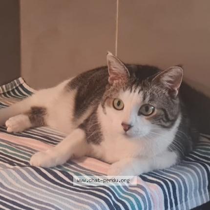 Foto di gatto smarrito a Preverenges