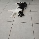 Picture of cat lost at Canet En Roussillon