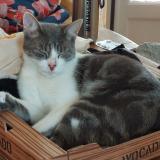 Picture of cat lost at Gray