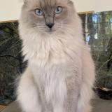 Picture of cat lost at Saint Maur Des Fosses