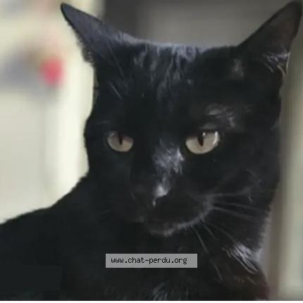 Photo 1/1 Mimine Chat lost in Audelange