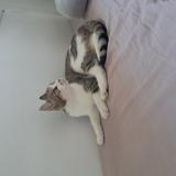 Photo de chat perdu à Athis Mons