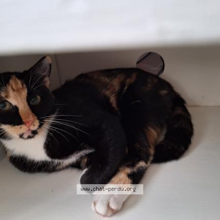 Photo 1/1 Louna Chat lost in Auchel