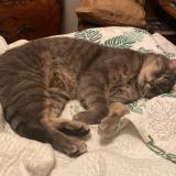 Picture of cat lost at Loches