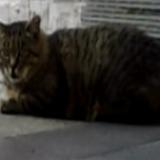 Picture of cat lost at Schaerbeek