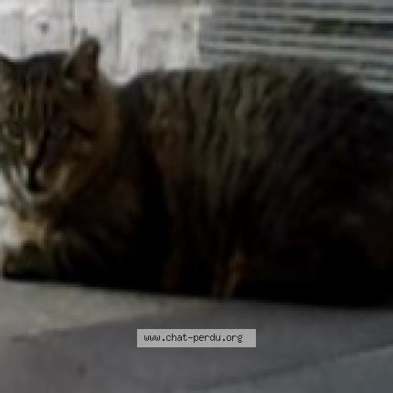 Photo 1/1 Moustache Chat lost in Schaerbeek