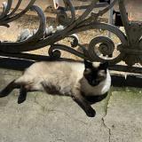 Picture of cat lost at Agen