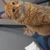 Picture of cat lost at Vernegues