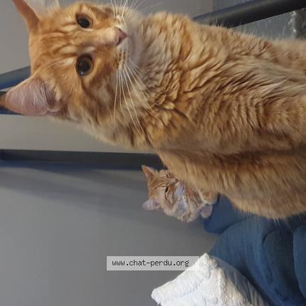 Photo 1/1 Rocket Chat lost in Vernegues