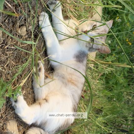 Photo of a cat found in Metz