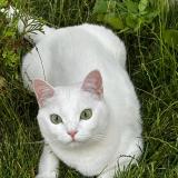 Picture of cat lost at Tremblay En France