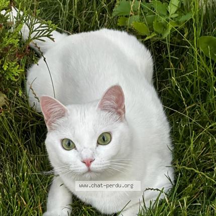 Photo 1/1 Luna Chat lost in Tremblay en france