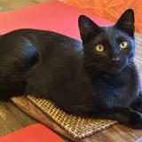 Picture of cat lost at Aussonne